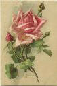 Postkarte - Blumen - Rosen - Catharina C. Klein - Serie 324
