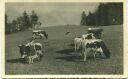 Kühe auf der Weide - Foto-AK 1943