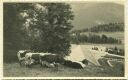 Kühe auf der Weide - Foto-AK ca. 1940