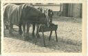 Landwirtschaft - Foto-AK 40er Jahre