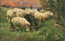 Postkarte - Fröhliche Ostern - Schafe