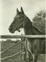 Pferd auf der Koppel - Erka-Foto