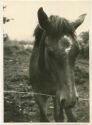 Pferd - Foto Postkartengrösse ohne AK Einteilung