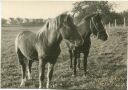 Pferde - Foto Postkartengrösse ohne AK Einteilung