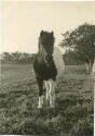 Pferd - Foto Postkartengrösse ohne AK Einteilung