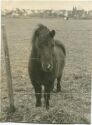 Pferd - Foto Postkartengrösse ohne AK Einteilung