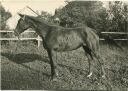 Pferd - Foto Postkartengrösse ohne AK Einteilung