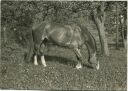 Pferd - Foto Postkartengrösse ohne AK Einteilung