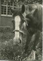 Pferd - Foto Postkartengrösse