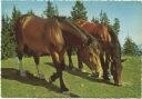 Postkarte - Pferde