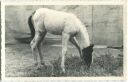 Pferd - Fohlen - Foto-AK 40er Jahre