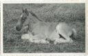 Pferd - Fohlen - Foto-AK 40er Jahre