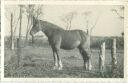 Pferd - Foto-AK 40er Jahre