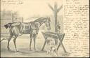 Postkarte - Ein Pferd und ein Hund - Künstlerkarte P. Dienst