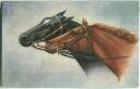 Postkarte - Pferde - Zwei Pferdeköpfe