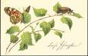 Postkarte - Pfingsten - Schmetterling
