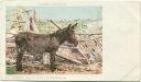 Postkarte - Esel - A Colorado Nightingale