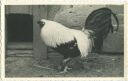 Hühner - Foto-AK 40er Jahre