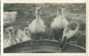 Geflügel - Junge Enten - Foto-AK 40er Jahre