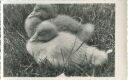 Geflügel - Junge Gänse - Foto-AK 40er Jahre