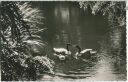 Schwarzhalsschwanfamilie auf dem 'Vierwaldstättersee' - Foto-Ansichtskarte