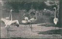 Ansichtskarte - Berlin - Zoologischer Garten - Flamingos