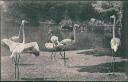 Ansichtskarte - Berlin - Zoologischer Garten - Flamingos