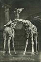 Zoologischer Garten Berlin - Ostafrikanische und abessinische Giraffe