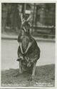 Berlin - Riesen Känguru mit Jungem im Beutel - Foto-AK