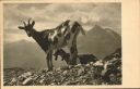 Postkarte - Auf der Alm - Im oberen Kar - Ziegen