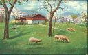 Postkarte - Schafe auf der Wiese
