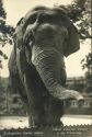 Zoologischer Garten Berlin - Männlicher indischer Elefant in der Freianlage