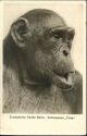 Zoologischer Garten Berlin - Schimpansin Titine