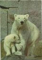 Berlin - Zoologischen Garten - Eisbär mit Jungem - Foto-AK