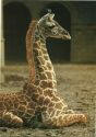 Berlin - Zoologischen Garten - Junge Massai-Giraffe - Foto-AK