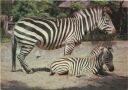 Berlin - Zoologischen Garten - Böhm-Zebra mit Jungem - Foto-AK