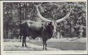 Postkarte - Zoologischer Garten Berlin - Watussi-Rind