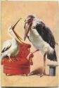 Postkarte - Marabu - Pelikan