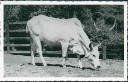 Ansichtskarte - Berlin - Zoologischer Garten - Zebu