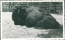 Ansichtskarte - Berlin - Zoologischer Garten - Bison