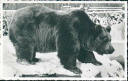 Ansichtskarte - Berlin - Zoologischer Garten - Alpenbär