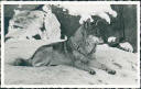 Ansichtskarte - Berlin - Zoologischer Garten - Wolf