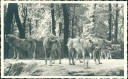 Ansichtskarte - Berlin - Zoologischer Garten - Wölfe