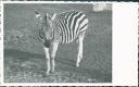 Ansichtskarte - Berlin - Zoologischer Garten - Zebra