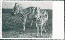 Ansichtskarte - Berlin - Zoologischer Garten - Zebra