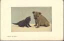 Katze - Hund - Don't be shy - Postkarte