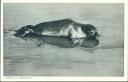 Seehund im Wattenmeer - Postkarte