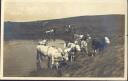 Kühe auf der Alm - Foto-AK