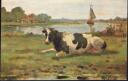 Postkarte - Kuh liegt auf der Weide