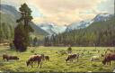 Postkarte - Kühe auf der Weide